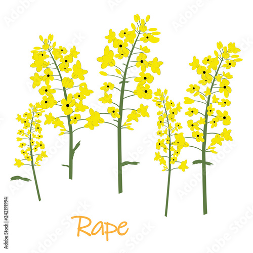 Rape canola flower isolated vector © Sweet Lana