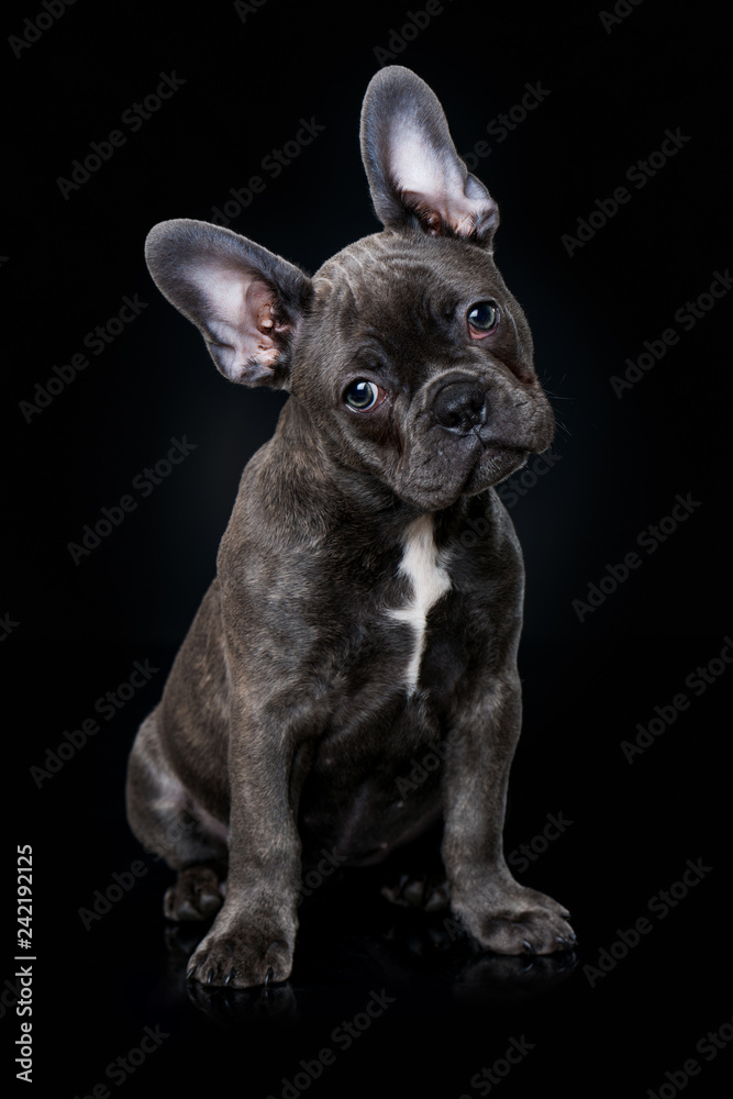 French bulldog puppy sitting on black background