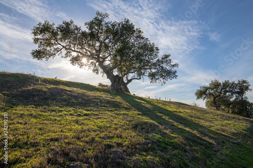 Oak tree backlit by sunlight in vineyard in southern California United States