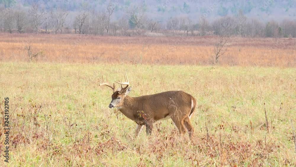 White-tailed deer buck in an open meadow in Smoky Mountains National Park White-tailed deer buck in an open meadow in Smoky Mountains National Park