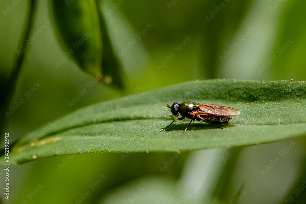 Schwebefliegen und Trauer Rosenkäfer Schwebefliegen und Trauer Rosenkäfer