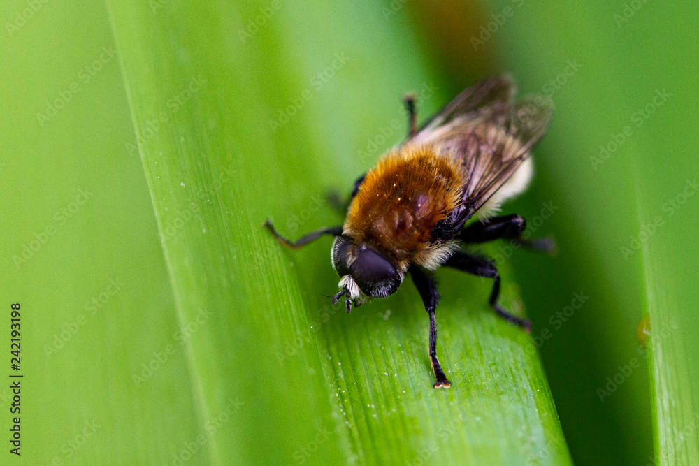 Schwebefliegen und Trauer Rosenkäfer Schwebefliegen und Trauer Rosenkäfer