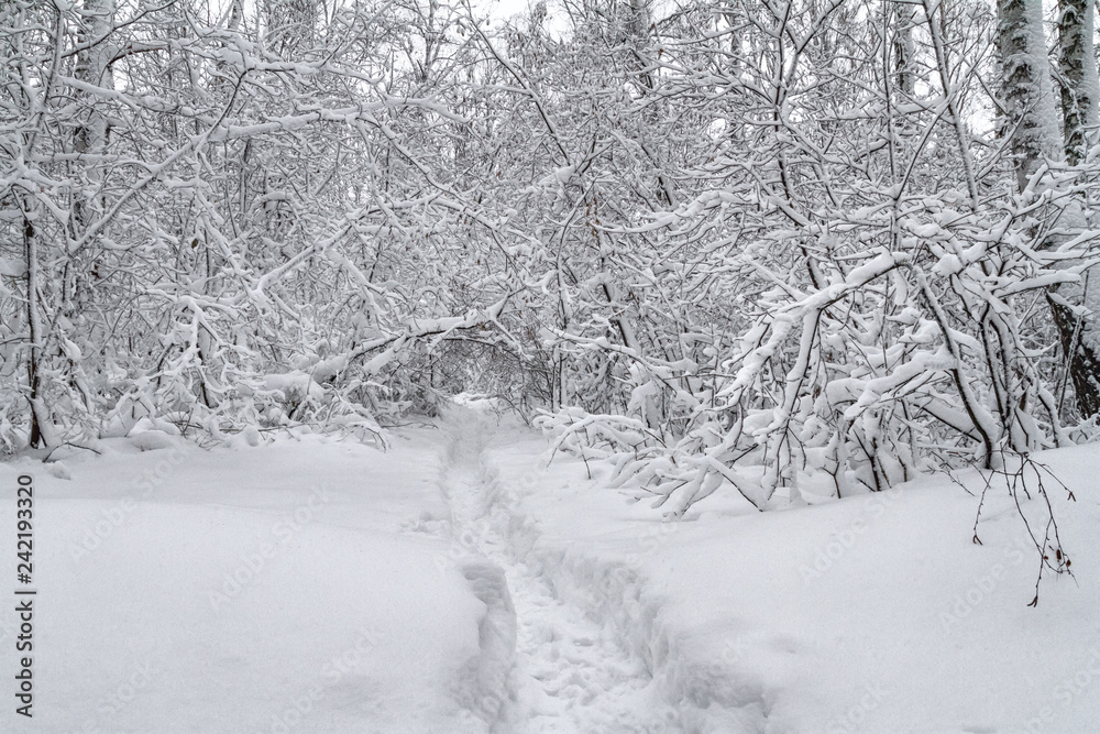 Fototapeta premium Winter fairy landscape - snow-covered road through the deciduous forest, ski track