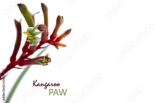 Australian native flora Kangaroo Paw flower on white background with copy space. photo