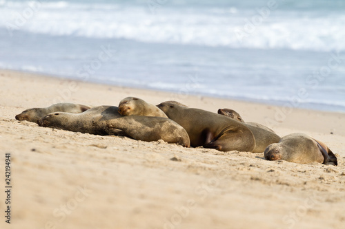 Pelzrobben in Walvis Bay, Namibia