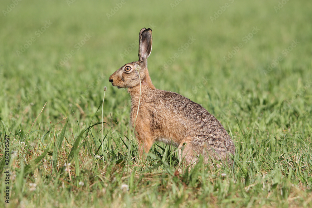 Fototapeta premium (easter) bunny sitting within green grass