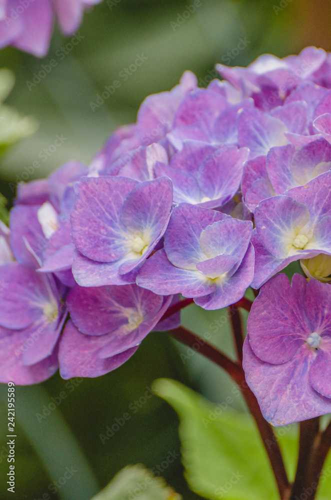 Fototapeta premium Hortensienblüte lila