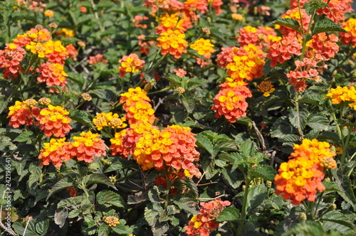 The beautiful Lantana camara flower in garden