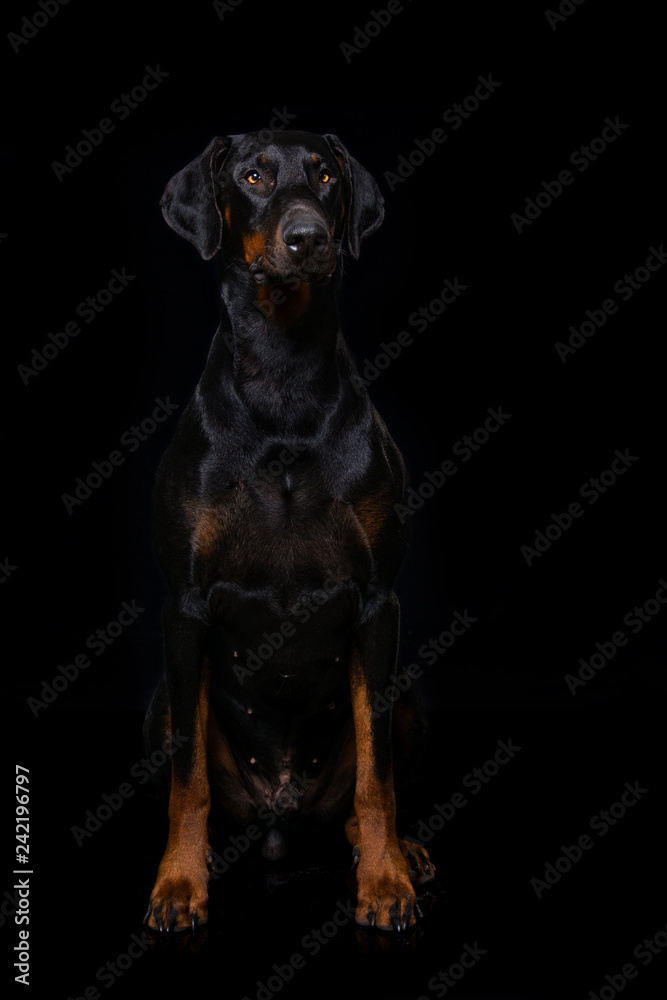 Adult doberman dog sitting on black background