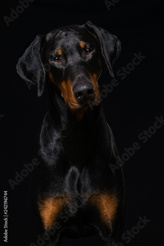 Fototapete Adult doberman dog sitting on black background