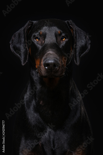 Adult doberman dog sitting on black background © DoraZett