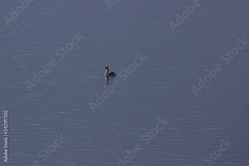 Lake swan water mountain