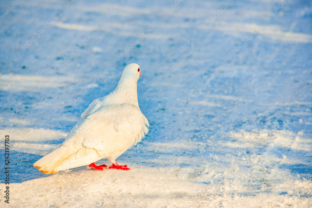 Fototapeta premium White dove with red paws on the snow