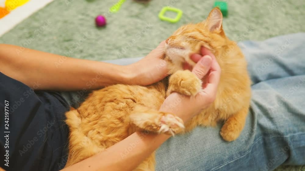 Woman is stroking cute ginger cat. Cozy family evening at home. Fluffy pet playing with pleasure. Woman is stroking cute ginger cat. Cozy family evening at home. Fluffy pet playing with pleasure.