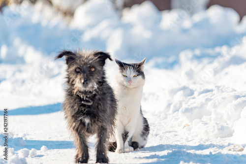 A black dog and a white cat are sitting together on a snowy street. The concept of friendship, love and family.