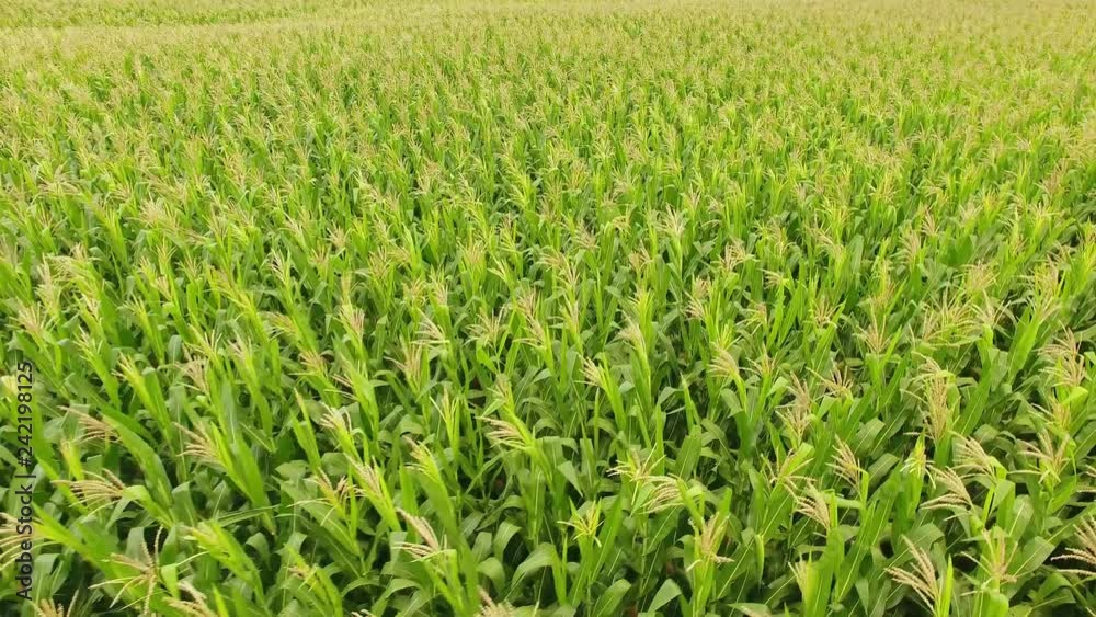 Corn field. Aerial view, cultivated maize crops. Brazil