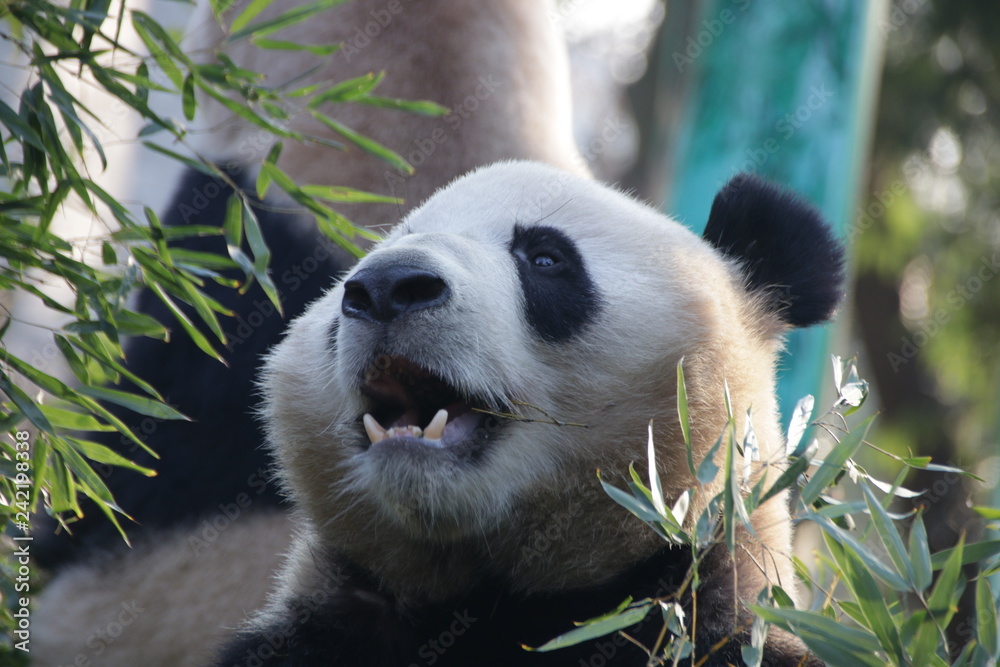 Giant Panda in Hangzhou Zoo, Cheng Jiu, China