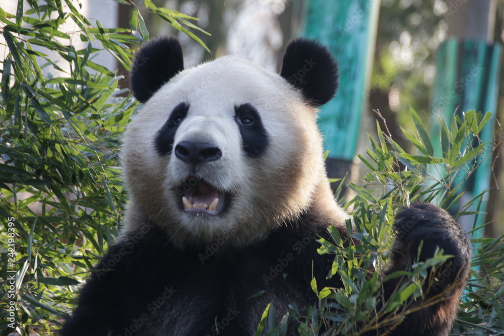 Obraz premium Giant Panda in Hangzhou Zoo, Cheng Jiu, China