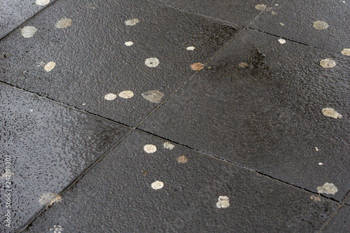 Kaugummireste auf nassem Straßenpflaster. Kaugummis auf Straße.