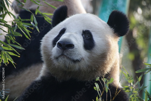 Fototapeta Naklejka Na Ścianę i Meble -  Giant Panda in Hangzhou Zoo,  Cheng Jiu, China