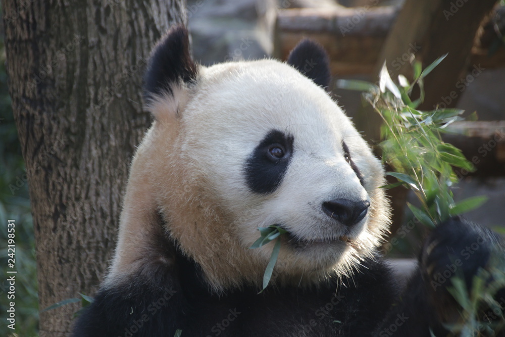 Obraz premium Giant Panda in Hangzhou, China