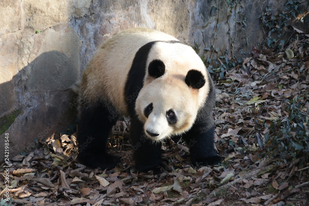 Fototapeta premium Giant Panda in Hangzhou, China