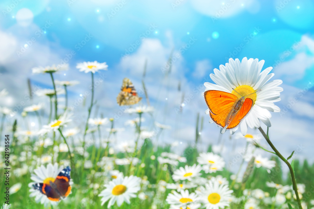 Summer bright landscape with beautiful wild flowers camomiles. Landscape with butterflies on wildflowers daisies.