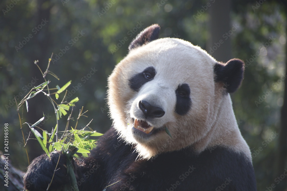 Giant Panda in Hangzhou, China Giant Panda in Hangzhou, China