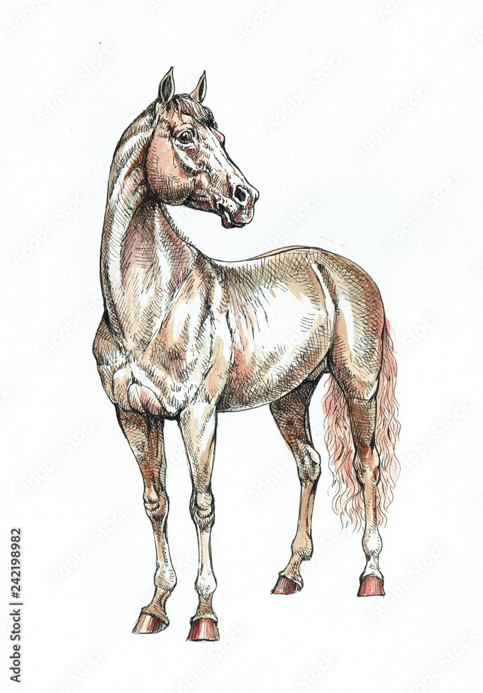 Fototapeta premium Brown horse ink and watercolor drawing. Horse illustration.