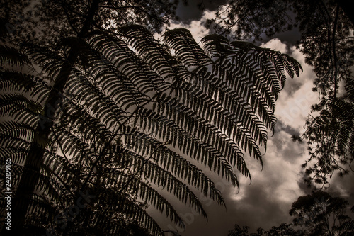 Large fern leaf detail monochrome