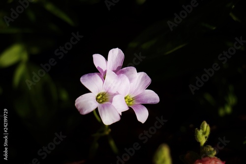 Macro of contrasting flower 