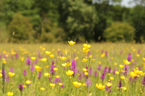 abeautiful flowery meadow with buttercups and purple wild orchids in springtime
