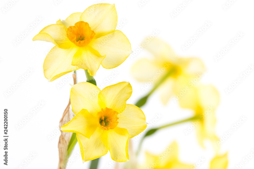 Fototapeta premium Yellow Daffodils on White BG Early Spring Blooms