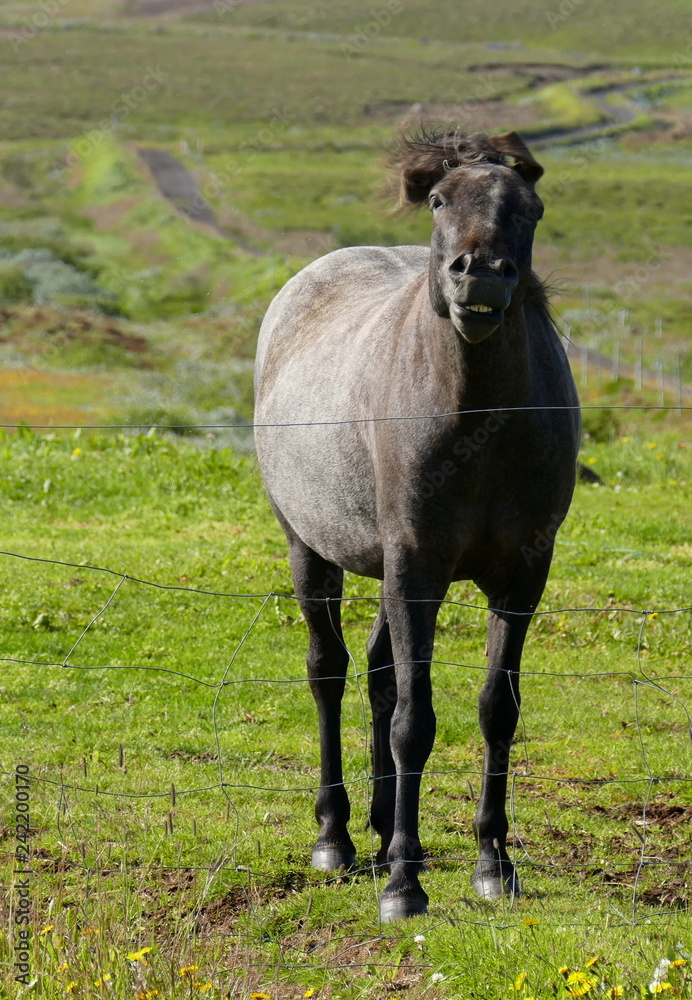 Beautiful and friendly horse in Iceland, near Husavík Beautiful and friendly horse in Iceland, near Husavík