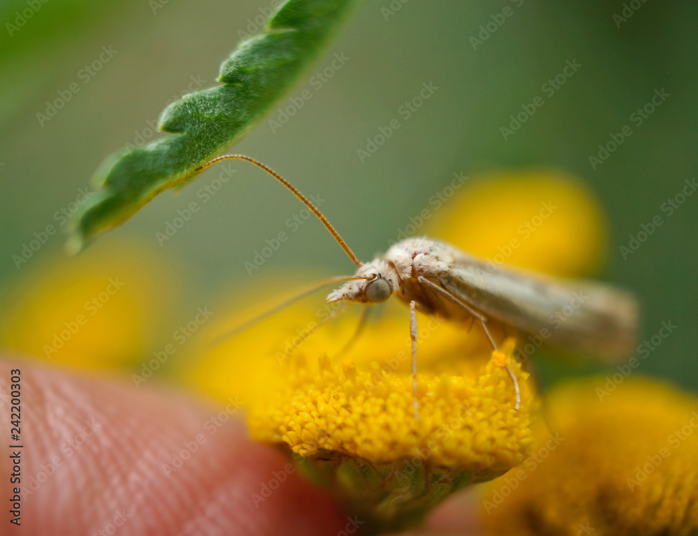 Fototapeta premium Graszünsler