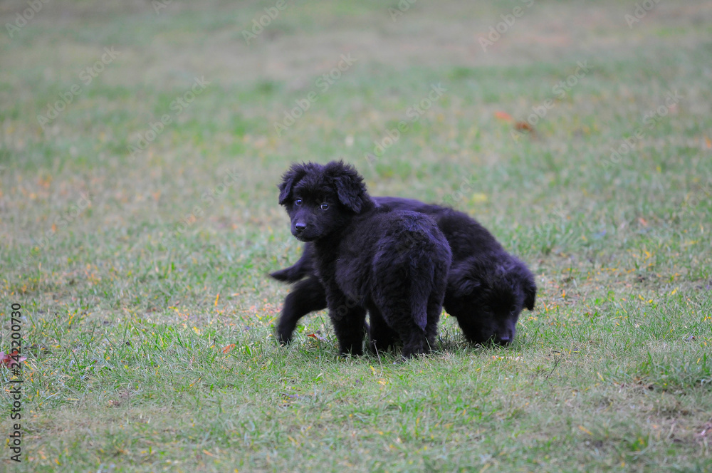 Fototapeta premium nowofunland