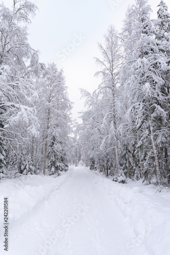 Snowy road through winter forest