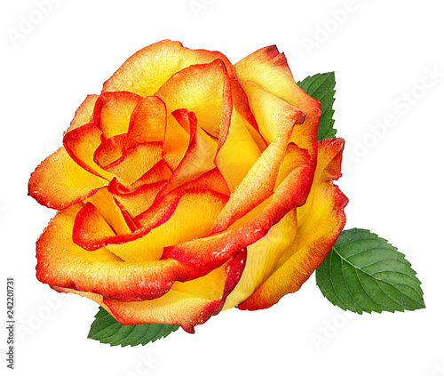 Fototapeta Naklejka Na Ścianę i Meble -  Fresh beautiful rose with dewdrops isolated on white background with clipping path