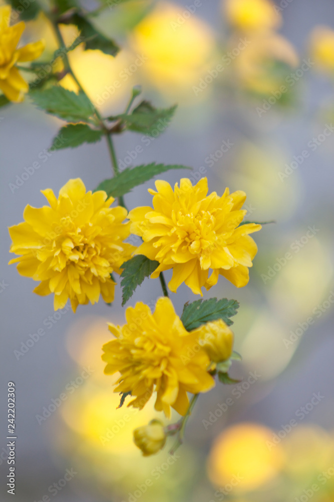 Ranunkel in gelb mit schönem Bokeh in grau und gelb Ranunkel in gelb mit schönem Bokeh in grau und gelb