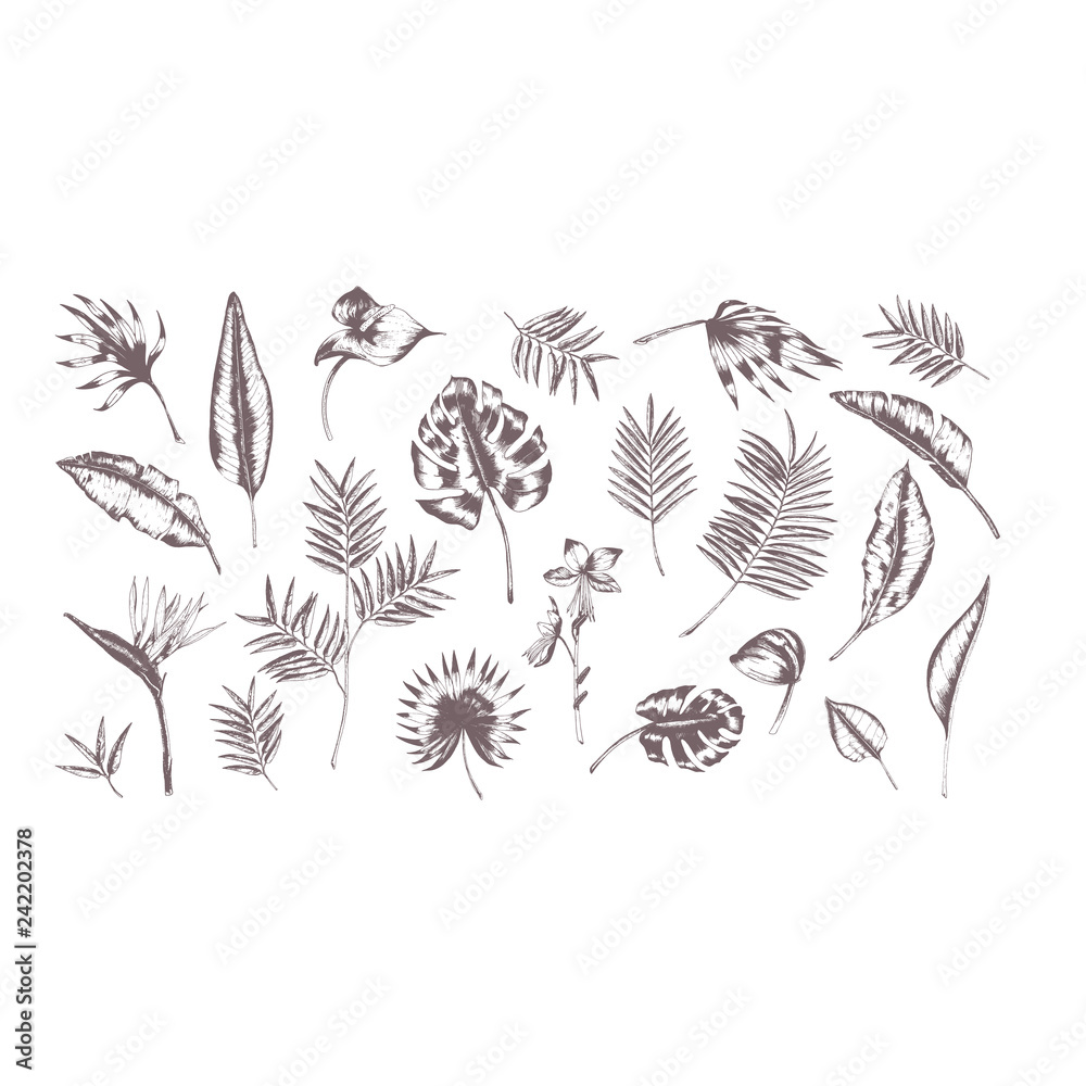 Set Tropical Leaves Collection Illustration