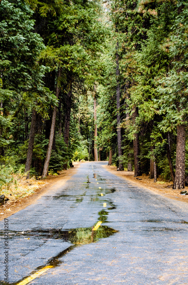Fototapeta premium Winding road on a rainy day in Yosemite National Park, California