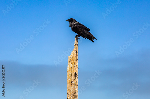 An American Crow perched on a wooden post, with a blue sky behind
