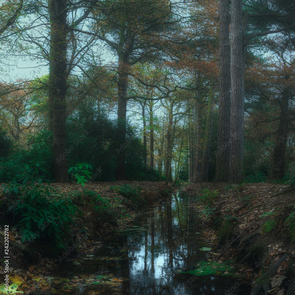 morning in the forest morning in the forest