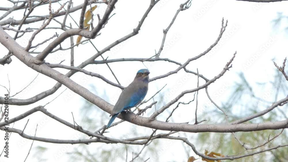 Indian roller bird (Coracias benghalensis) on branch in tropical rain forest. Indian roller bird (Coracias benghalensis) on branch in tropical rain forest.