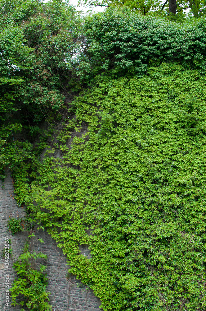 Overgrown castle wall