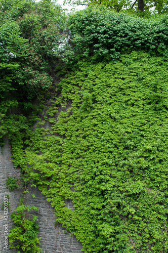 Overgrown castle wall