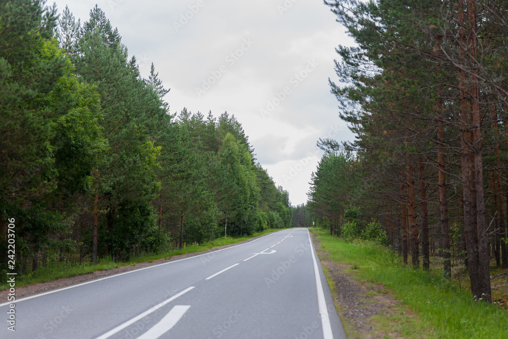 Empty asphalt road through green forest, trees, pines Empty asphalt road through green forest, trees, pines