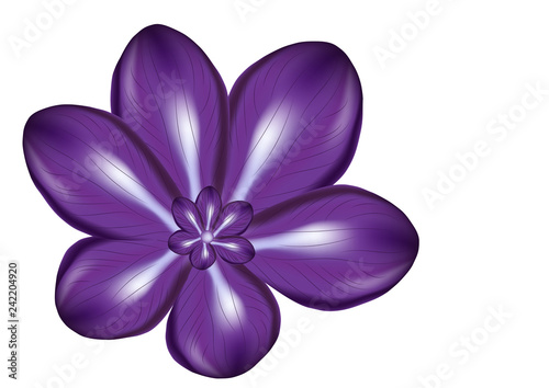 Violet flower abstract isolated illustration, flora image, detailed flower closeup vector