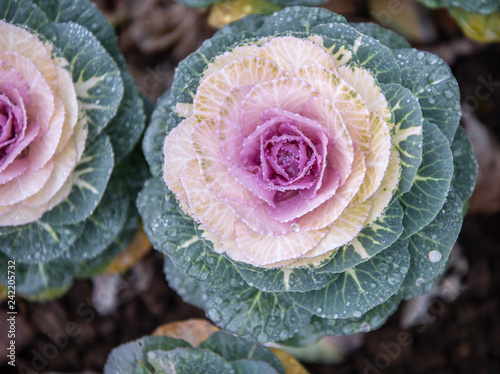 Kale blossoms in flower beds
