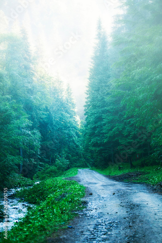 Beautiful forest foggy road in the morning  fir tree forest with a misty path  scenic mysterious nature view